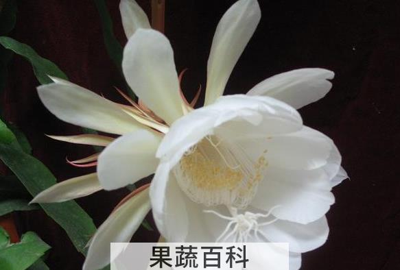 果蔬百科昙花的药用价值与功效