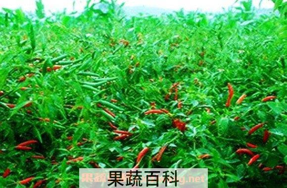 小米椒