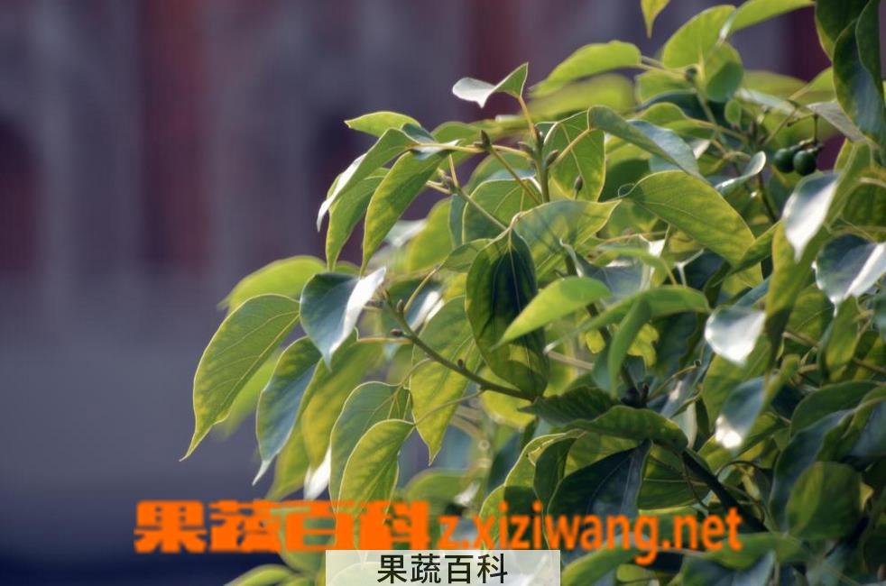 果蔬百科樟树叶 樟树叶的功效与作用 樟树叶的副作用
