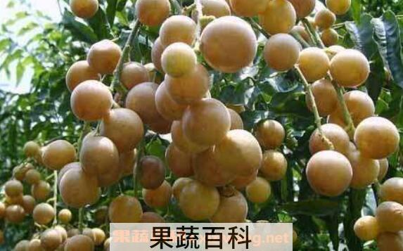 黄皮果泡水的功效作用