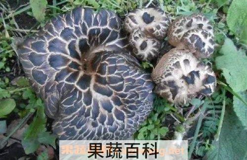獐子菌