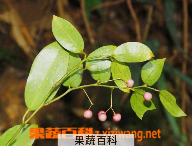 果蔬百科青风藤图片 青风藤的功效与作用
