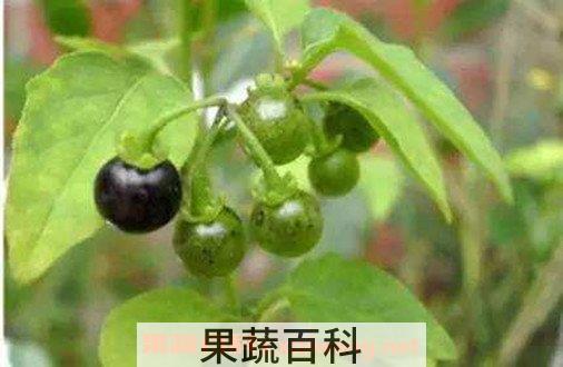 甜茄子果
