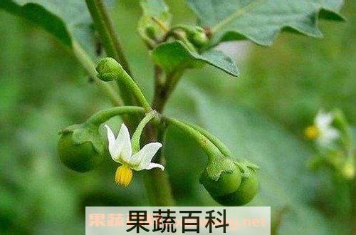 甜茄子果