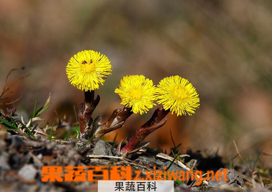 果蔬百科款冬花图片 款冬花的功效与作用