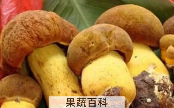 奶浆菌的功效与作用 奶浆菌的食用方法