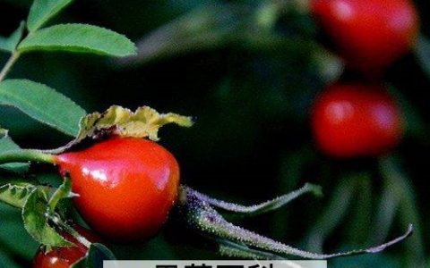 玫瑰籽油的效果 玫瑰籽油使用方法