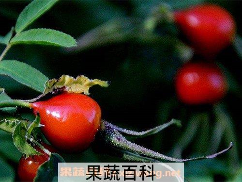 玫瑰籽油
