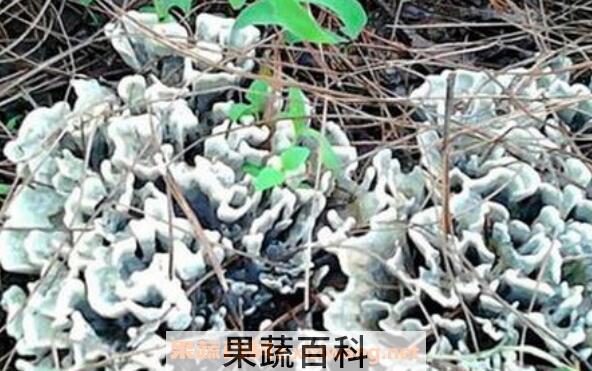 干巴菌的功效与作用 干巴菌的食用方法