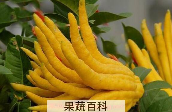 新鲜的佛手柑怎么吃好 佛手柑的常见吃法