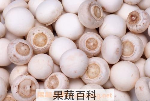 双孢菇