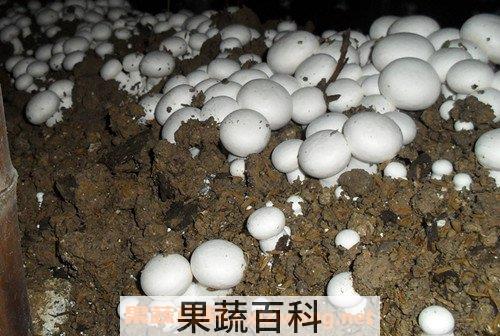 双孢菇