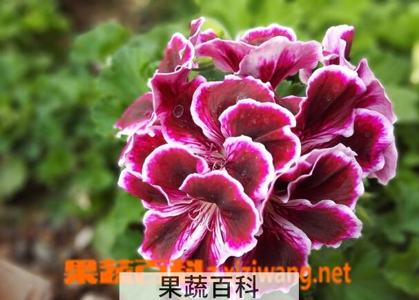 果蔬百科天竺葵的繁殖方法