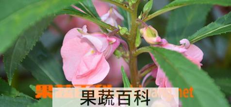 果蔬百科指甲花的功效与作用