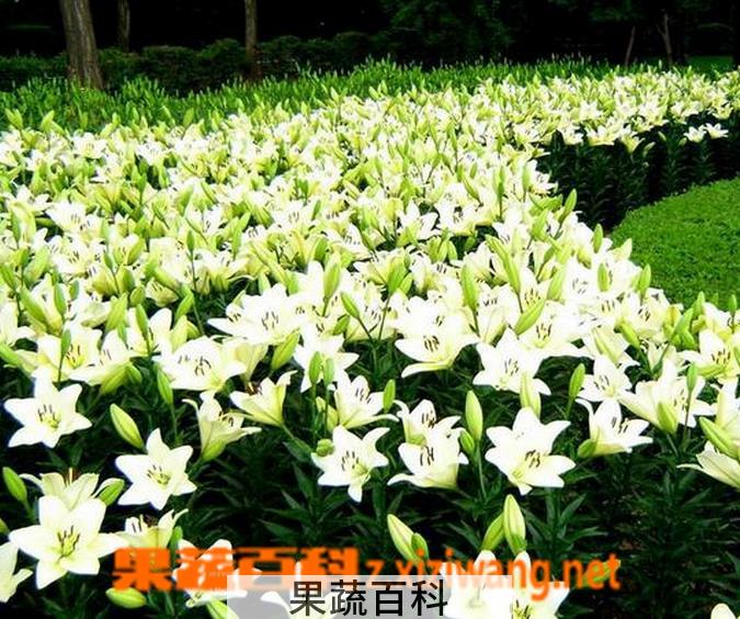果蔬百科百合花的功效与作用 百合花的食用方法