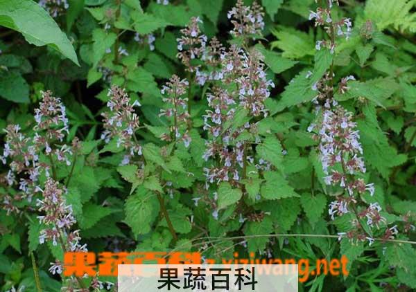 果蔬百科荆芥的栽培技术