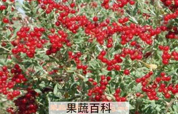 海葚子怎么吃 海葚子怎么做好吃