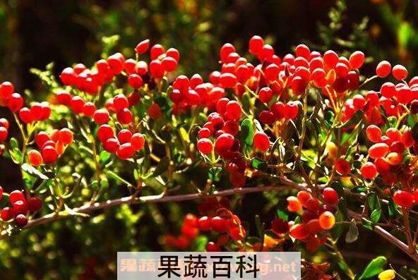 海葚子怎么吃 海葚子怎么做好吃