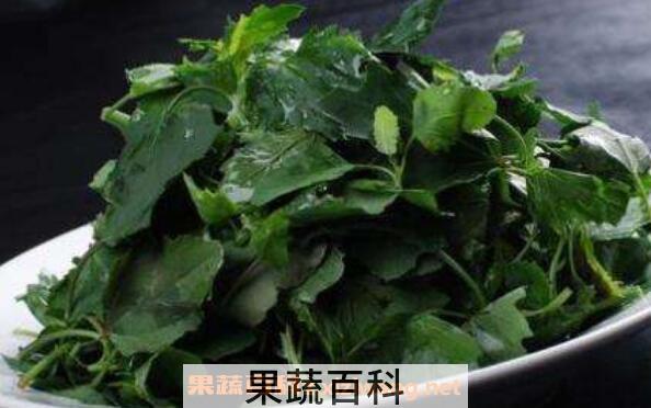 灰菜的功效与作用 灰菜的食用方法