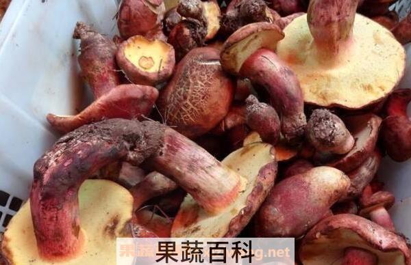 红葱菌的功效与作用