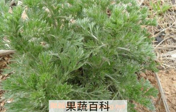 饽饽蒿的功效与作用