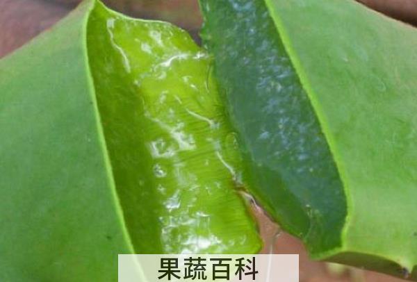 果蔬百科芦荟怎么用祛斑