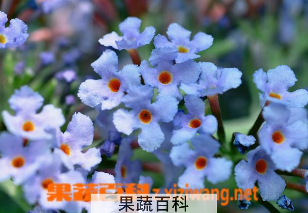 果蔬百科密蒙花的功效与作用