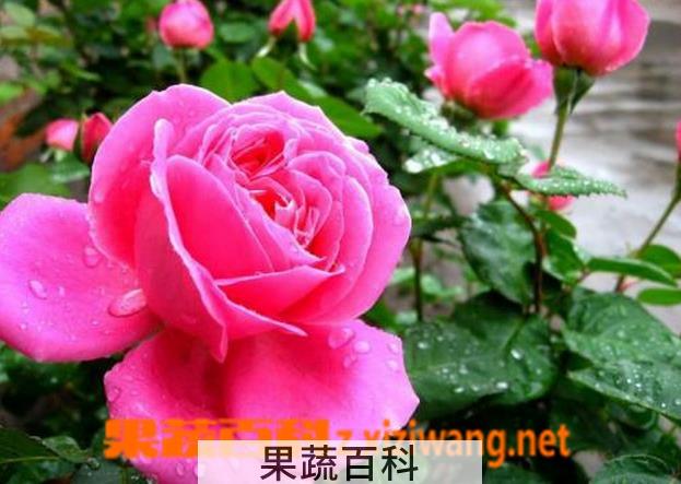 果蔬百科月季花的功效与作用