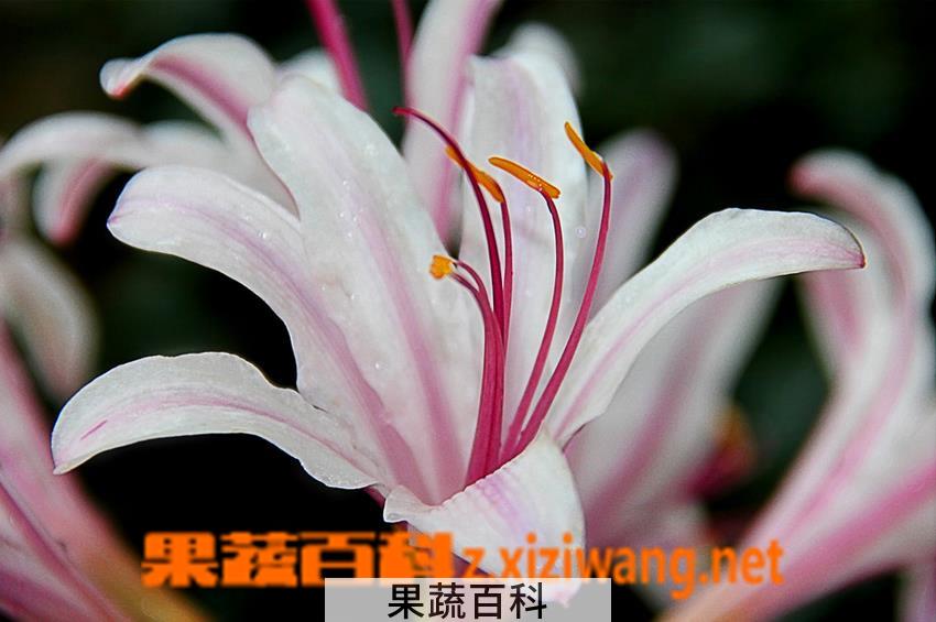 果蔬百科野百合图片和介绍