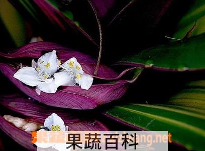 果蔬百科蚌花的功效与作用