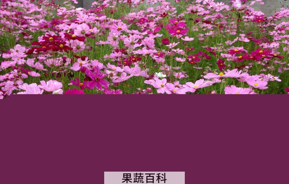 果蔬百科波斯菊种子怎么种