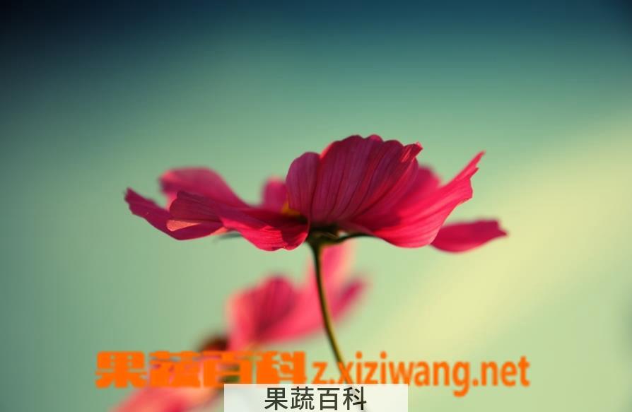 果蔬百科波斯菊的种植方法