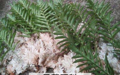 猴子姜的药用功效 猴子姜的功效与作用是什么