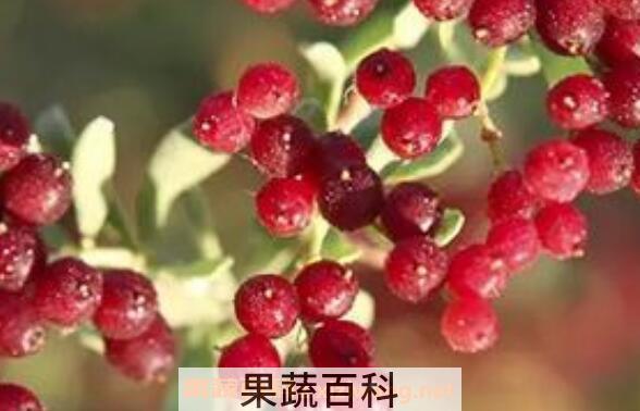 海葚子的功效与作用 海葚子的药用价值