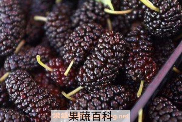 态子葚是什么样子 态子葚的功效与作用