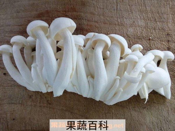 白玉菇