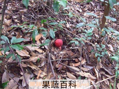 野生红菇