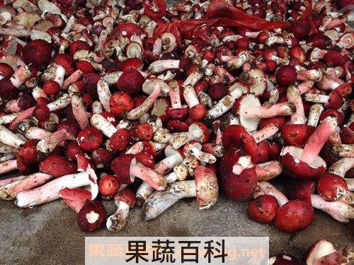 野生红菇