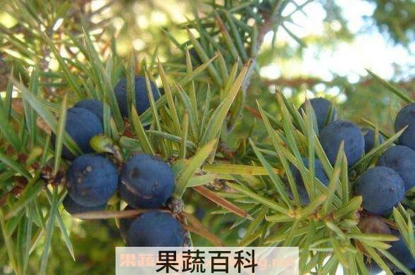 杜松浆果的功效与作用