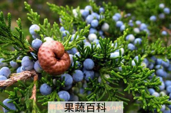 杜松浆果的功效与作用