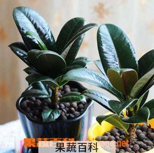 果蔬百科黑金刚的栽培养护方法