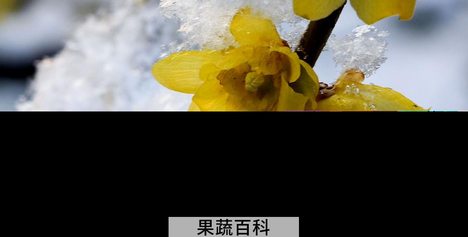 果蔬百科腊梅花的功效作用和营养价值