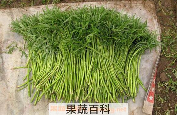 芦篙怎么吃 芦篙炒什么好吃