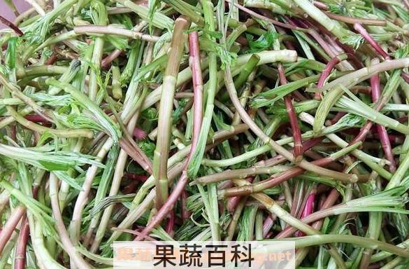 芦篙怎么吃 芦篙炒什么好吃