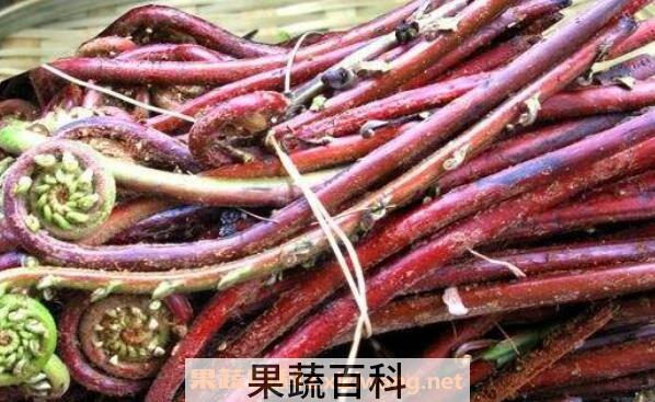 赤蕨的功效与作用