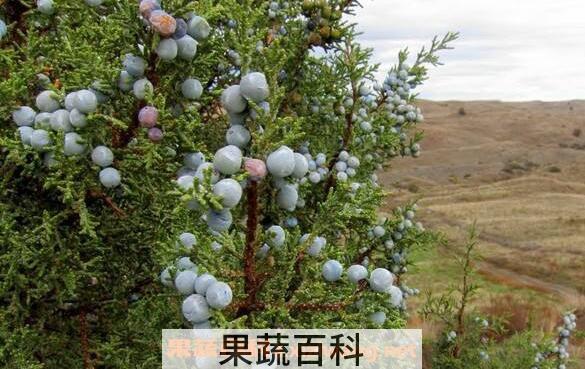 杜松浆果和蓝莓的区别