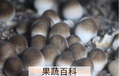 草菇