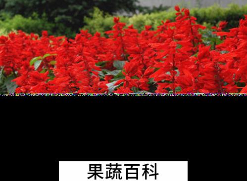 果蔬百科一串红的功效与作用