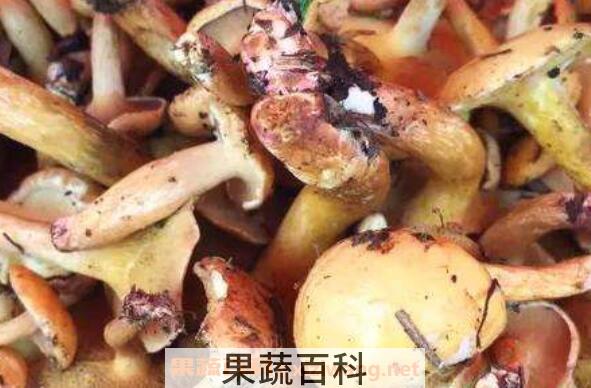 紫花菌的功效与作用