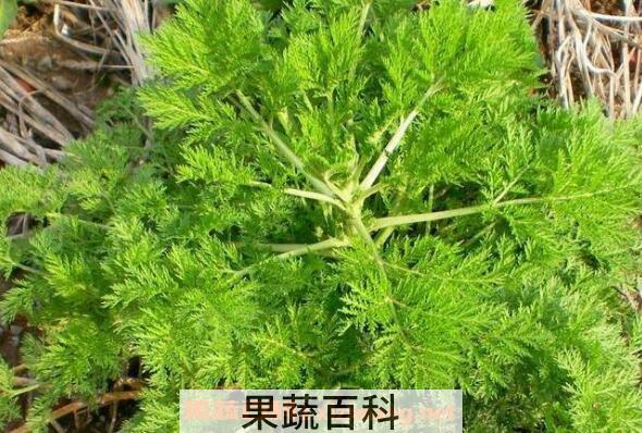 蒌蒿的功效与作用 蒌蒿的药用价值